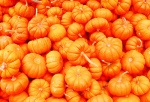 mini pumpkins by shelley_ginger